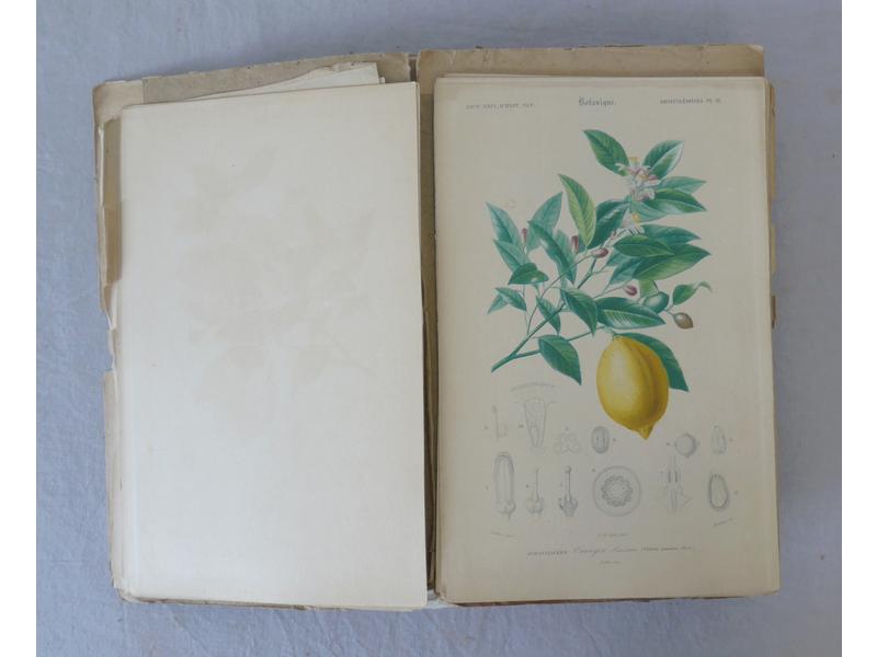 [HISTOIRE NATURELLE] ORBIGNY : Dictionnaire...
