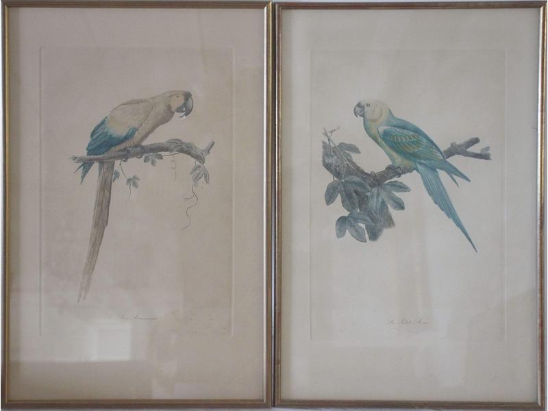 [ORNITHOLOGIE]