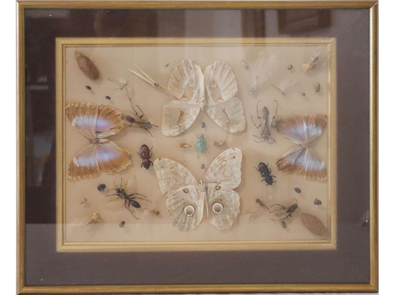 [ENTOMOLOGIE] - DEUX CADRES DE PAPILLONS...
