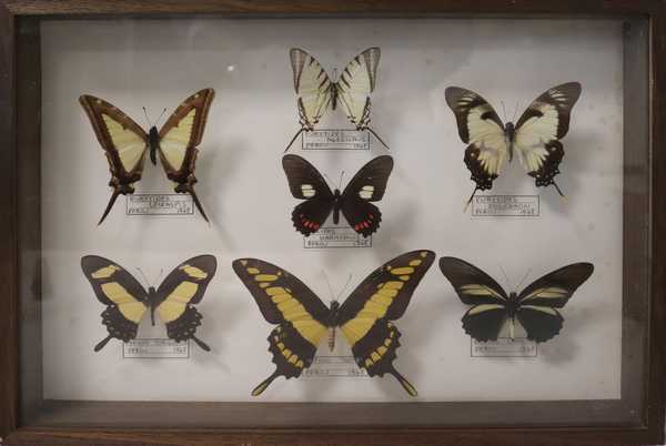 Boîte entomologique vitrée contenant 7 spécimens...