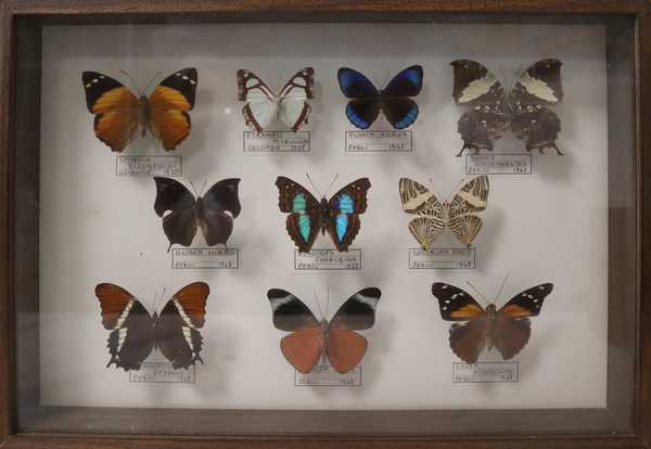 Boîte entomologique vitrée contenant 10 spécimens...