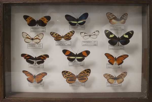 Boîte entomologique vitrée contenant 13 spécimens...