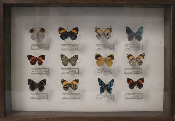 Boîte entomologique vitrée contenant 12 spécimens...