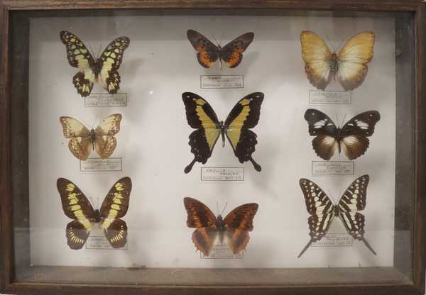 Boîte entomologique vitrée contenant 9 spécimens...