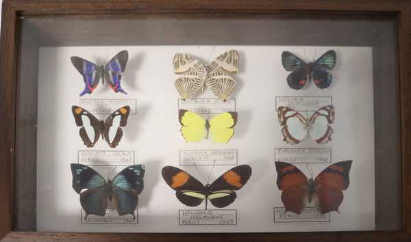 Boîte entomologique vitrée contenant 9 spécimens...