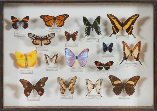 Boîte entomologique vitrée contenant 16 spécimens...