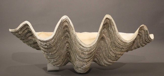 BENITIER GEANT (Tridacna gigas)