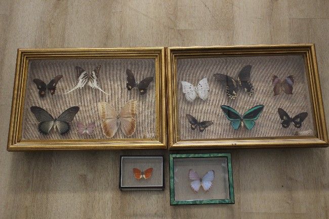 QUATRE BOÎTES DE PAPILLONS taxidermisés contenant...