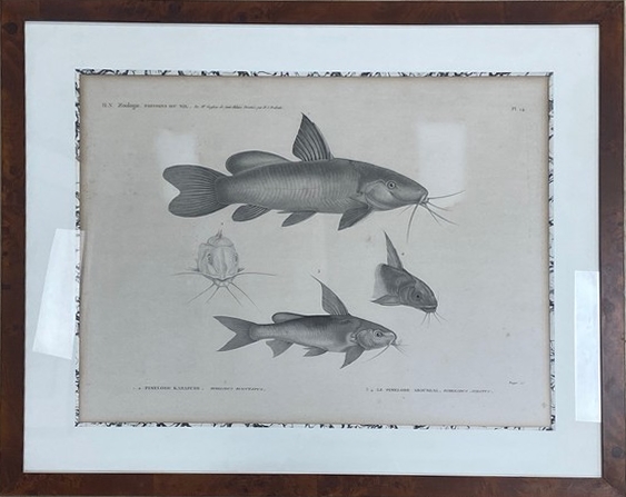 [DESCRIPTION DE L'EGYPTE] - Zoologie: poissons...