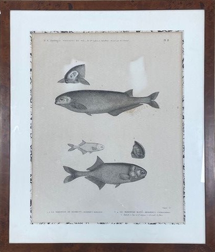 [DESCRIPTION DE L'EGYPTE] - Zoologie: poissons...