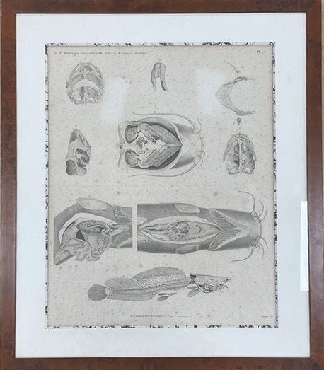 [DESCRIPTION DE L'EGYPTE] - Zoologie: poissons...