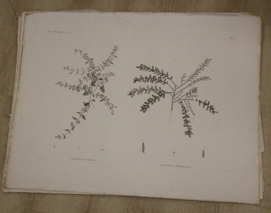 [DESCRIPTION DE L'EGYPTE] - Botanique