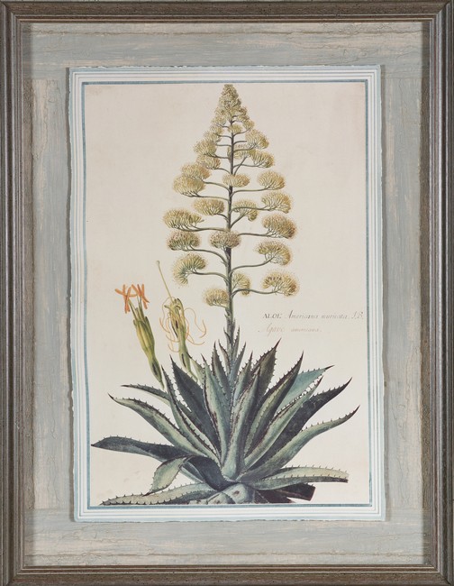 DEUX REPRODUCTIONS en couleurs d'herbier...