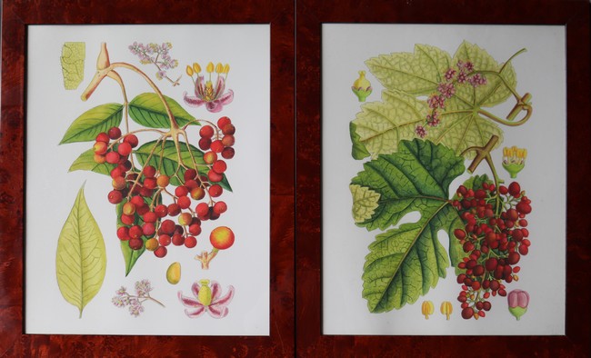 DEUX REPRODUCTIONS en couleurs à l'imitation...