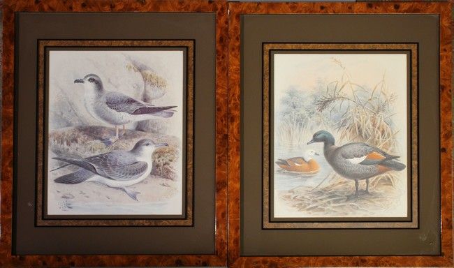 Les Oiseaux en Camargue
