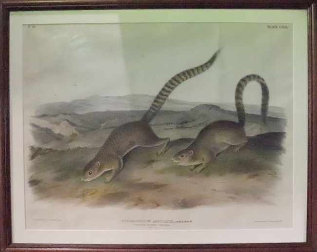 D'après J. J. AUDUBON