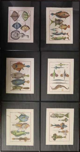 HISTOIRE NATURELLE - Les Poissons