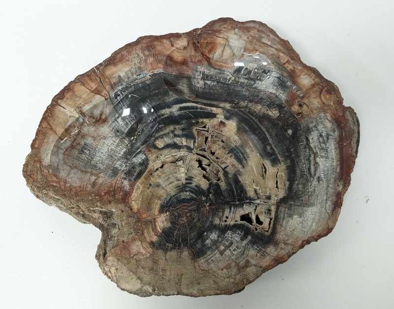 GRANDE PLAQUE de bois fossilisé dit bois...