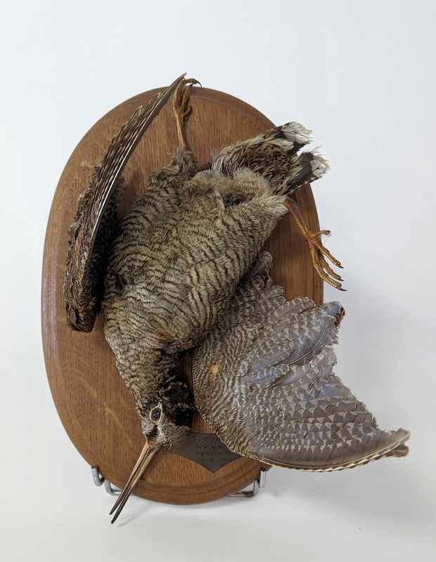 TROPHÉE de bécasse naturalisée.