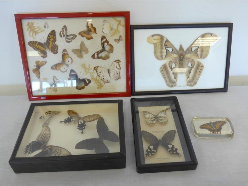 LOT DE CINQ CADRES PORTE PAPILLONS : Attacus...