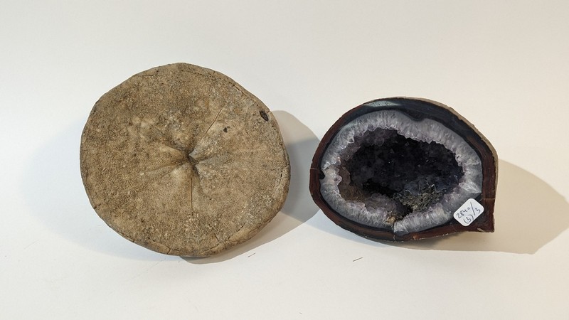 ENSEMBLE D'ELEMENTS FOSSILISÉS comprenant...