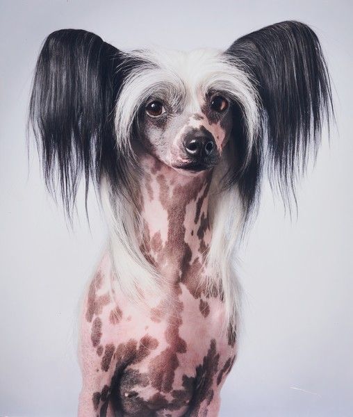 Tim FLACH (né en 1958)