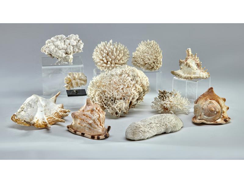 IMPORTANT LOT DE ONZE PIECES DE CORAUX  BLANCS,...