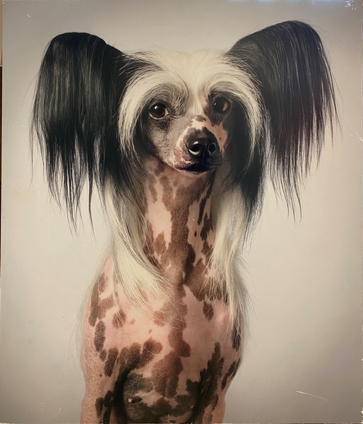 Tim FLACH (né en 1958)