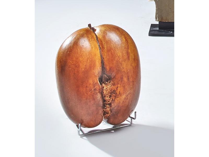 COCO-FESSES
