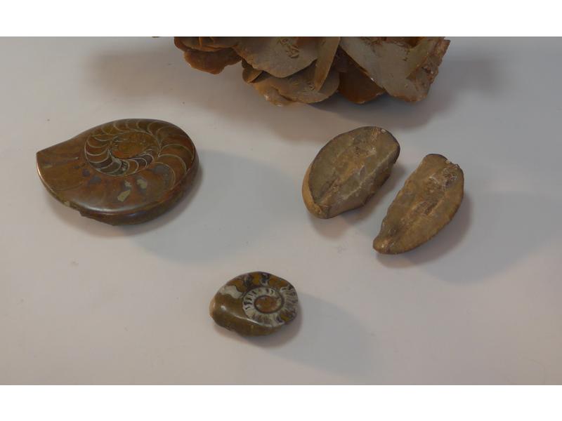 DEUX AMONITES FOSSILISÉES ET MÂCHOIRE A TROIS...