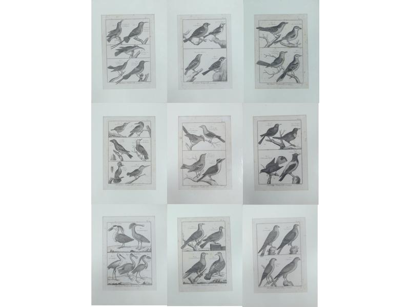 Histoire Naturelle, Ornithologie