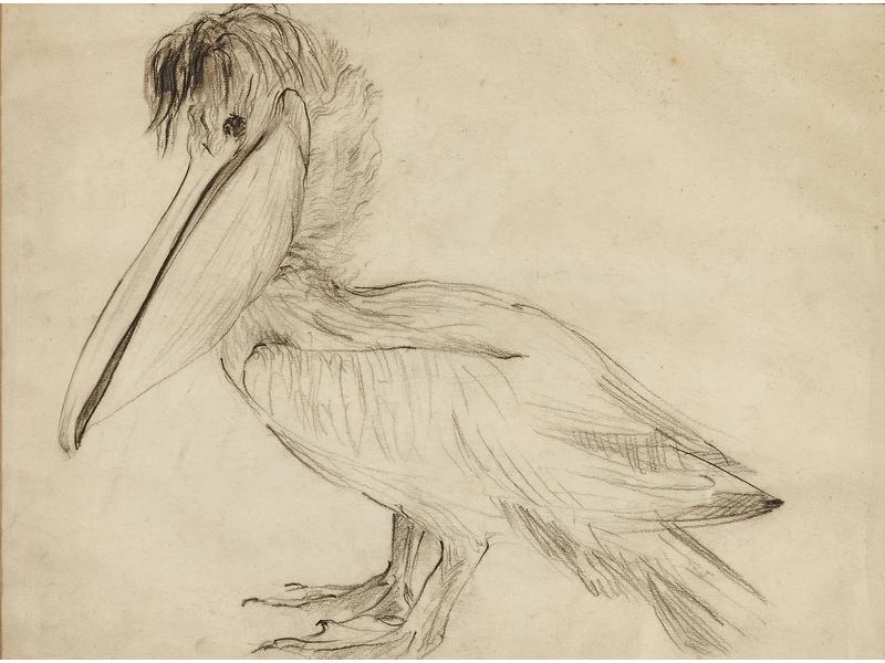 Pelican