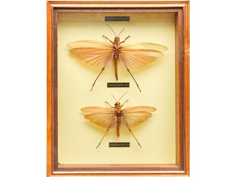 Papillons de Guyane française Tropidacris...
