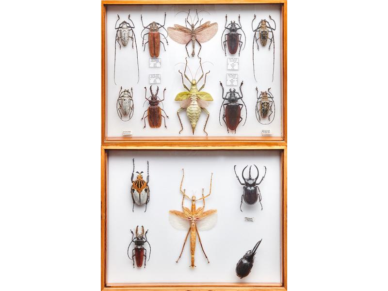 Scarabées, batocera kyloleri, lamondi