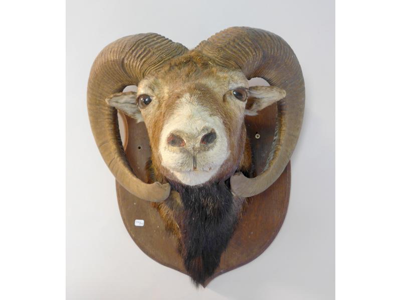 TÊTE DE MOUFLON naturalisée.