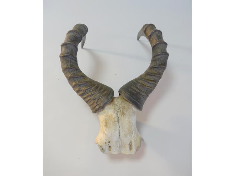 MASSACRE D'ORYX.