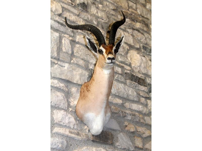 GAZELLE DE GRANT DU CAMEROUN légèrement tournée...