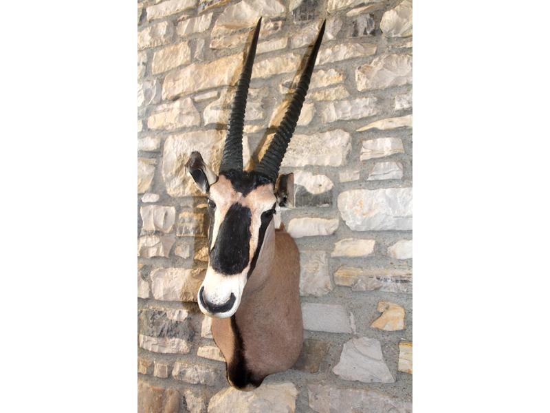 ORYX DE TANZANIE légèrement tourné vers la...
