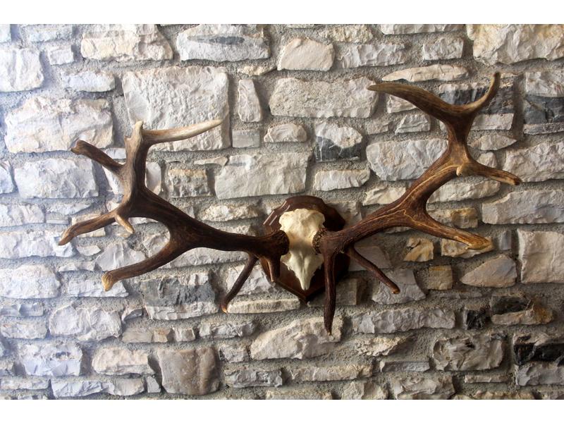 TROPHEE DE CERF DE BULGARIE, 14 cors