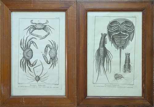 [HISTOIRE NATURELLE] - D'après MARTNET, gravé...